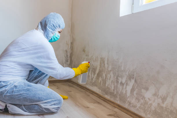 Licensed Mold Inspection service in Woodbine, MD - WQB Mold Removal