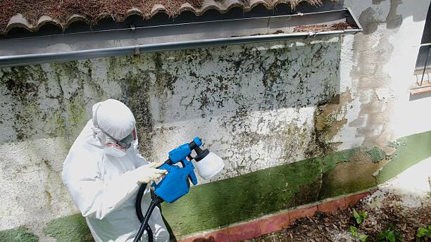 Top rated local Mold Inspection specialists in Woodbine, MD